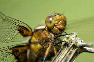 Breitbauchiger Ziseleur, Libellula depressa, auf einem Zweig sitzend, Teilansicht - MJOF000517