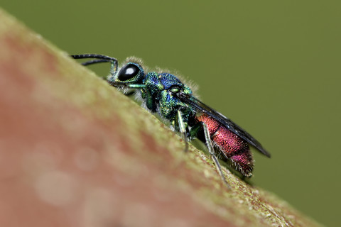 Rubinschwänzige Wespe, Chrysis ignita, Nahaufnahme, lizenzfreies Stockfoto