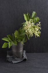 Elderflower, Sambucus, in a tin cup - MYF000456