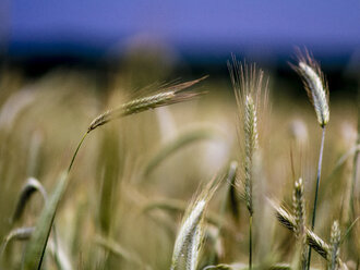 Germany, Berlin, Berlin-Blankenfelde, Luebars, Field, former death strip - BIG000006