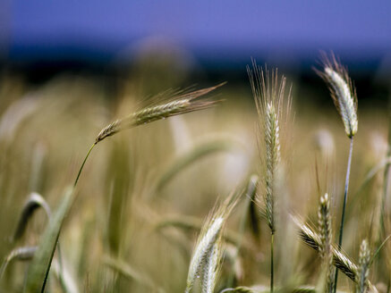 Germany, Berlin, Berlin-Blankenfelde, Luebars, Field, former death strip - BIG000006