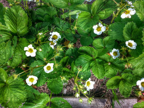 Blooming Garden strawberry (Fragaria × ananassa), Waldenburg Germany stock photo