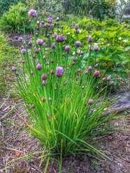 Flowering chives (Allium schoenoprasum), Waldenburg Germany - ALF000166