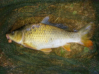 Karpfen (Cyprinus carpio) im Kescher mit Boilies und Angelhaken im Maul, Waldenburg Waldenburg Neumühlsee - ALF000167