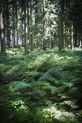 Mischwald mit Farnen, Bayern, Deutschland - MAEF008527