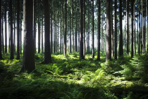 Mischwald mit Farnen, Bayern, Deutschland - MAEF008551