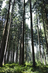 Mixed forest with ferns, Bavaria, Germany - MAEF008552