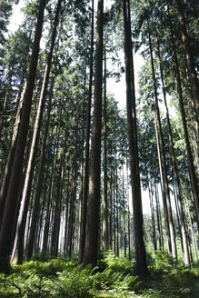 Mischwald mit Farnen, Bayern, Deutschland - MAEF008552