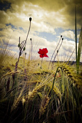 Poppy flower in wheat field, Bavaria, Germany - MAEF008530