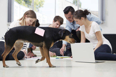 Group of creative professionals working on floor with dog passing by stock photo