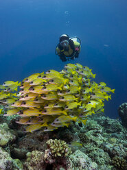 Oceania, Palau, Diver watching schoal of bluestripe snappers - JWAF000126