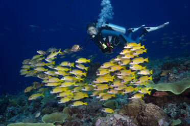 Ozeanien, Palau, Taucher beim Beobachten von Blaustreifen-Schnappern - JWAF000129
