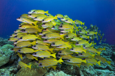 Ozeanien, Palau, Schoal der Blauen Schnapper - JWAF000132