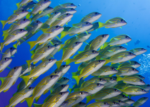 Ozeanien, Palau, Schoal der Blauen Schnapper, lizenzfreies Stockfoto