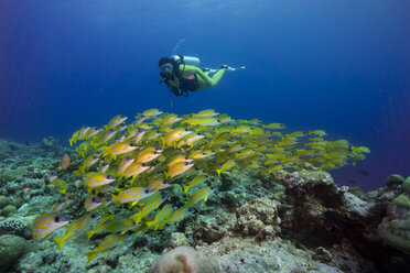 Oceania, Palau, Diver watching schoal of bluestripe snappers - JWAF000134