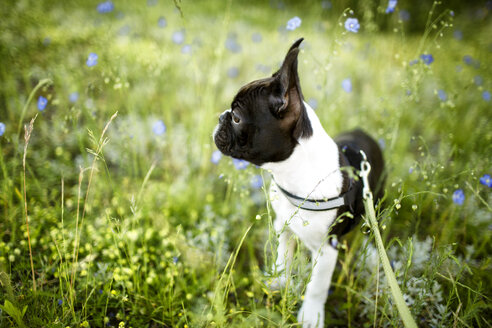 Deutschland, Rheinland-Pfalz, Boston Terrier, Welpe stehend auf Wiese - NIF000018