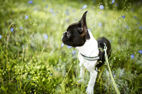 Germany, Rhineland-Palatinate, Boston Terrier, Puppy standing on meadow - NIF000018