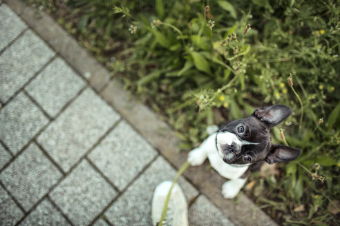 Germany, Rhineland-Palatinate, Boston Terrier, Puppy sitting on meadow - NIF000007