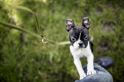 Germany, Rhineland-Palatinate, Boston Terrier, Puppy with master - NIF000008