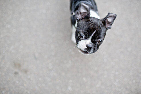 Germany, Rhineland-Palatinate, Boston Terrier, Puppy on road - NIF000009