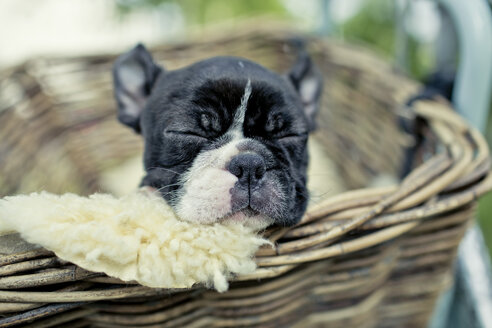 Germany, Rhineland-Palatinate, Boston Terrier, Puppy sleeping in a dog basket - NIF000010