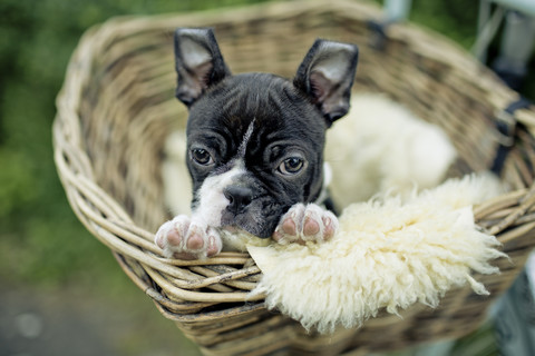 Deutschland, Rheinland-Pfalz, Boston Terrier, Welpe im Hundekorb liegend, lizenzfreies Stockfoto