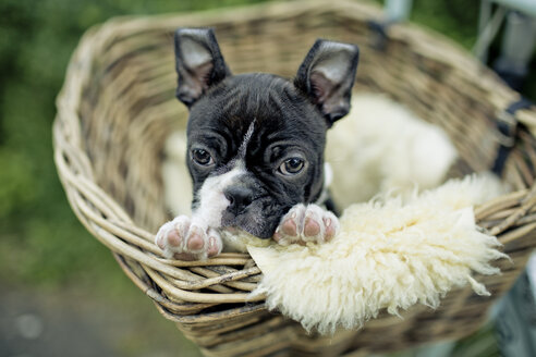 Germany, Rhineland-Palatinate, Boston Terrier, Puppy lying in a dog basket - NIF000011