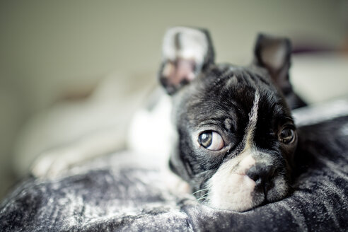 Germany, Rhineland-Palatinate, Boston Terrier, Puppy lying - NIF000019