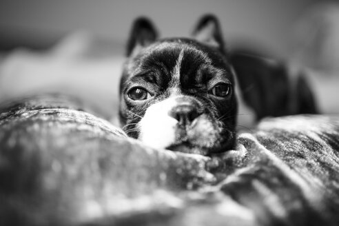 Germany, Rhineland-Palatinate, Boston Terrier, Puppy lying - NIF000012