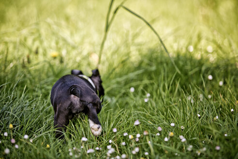 Germany, Rhineland-Palatinate, Boston Terrier, Puppy walking on meadow - NIF000013