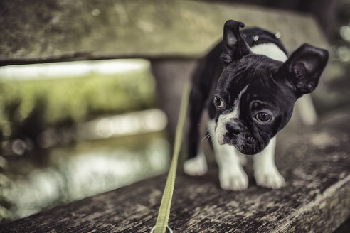 Germany, Rhineland-Palatinate, Boston Terrier, Puppy standing on bench with dog lead - NIF000014