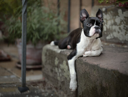 Germany, Rhineland-Palatinate, Boston Terrier, Puppy lying on step - NIF000015