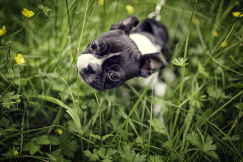 Deutschland, Rheinland Pfalz, Boston Terrier, Welpe - NIF000016