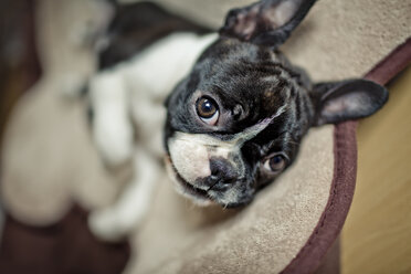 Deutschland, Rheinland-Pfalz, Boston Terrier, Welpe liegend - NIF000017