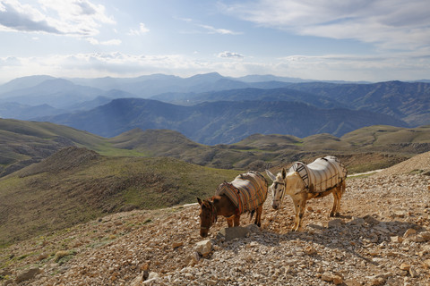 Türkei, Anatolien, zwei Esel auf dem Berg Nemrut, lizenzfreies Stockfoto