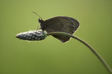 England, Meadow Brown, Maniola jurtina - MJOF000525