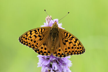 England, Dunkelgrüner Scheckenfalter, Argynnis aglaja - MJOF000528