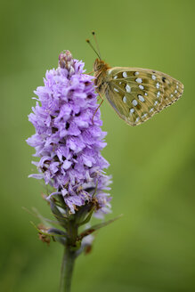 England, Dunkelgrüner Scheckenfalter, Argynnis aglaja - MJOF000529