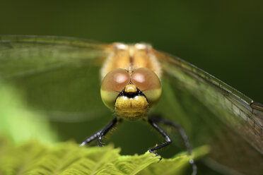 Gesicht der Roten Heidelibelle, Sympetrum sanguineum - MJOF000531