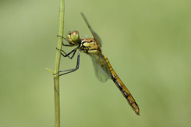 Rote Heidelibelle, Sympetrum sanguineum, hängt an einem Grashalm - MJOF000533