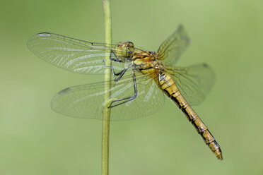 Rote Heidelibelle, Sympetrum sanguineum, hängt an einem Grashalm - MJOF000534