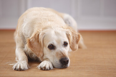 Porträt eines traurigen Golden Retrievers - HTF000466