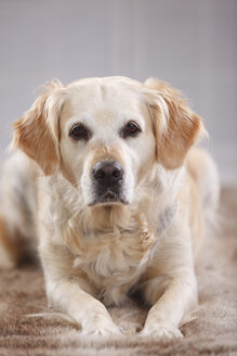 Porträt eines auf dem Fell liegenden Golden Retrievers - HTF000469