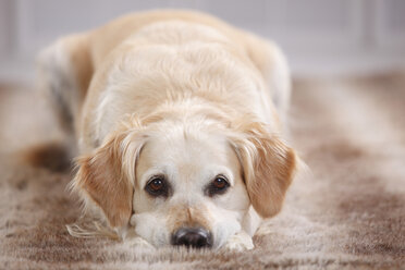 Porträt eines auf dem Fell liegenden Golden Retrievers - HTF000470