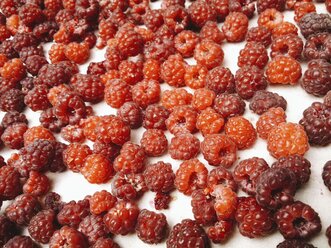 Frische Himbeeren aus dem Garten. - HAWF000359