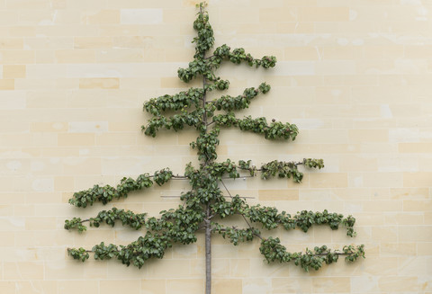 Steinfassade mit Spalierobstbaum, lizenzfreies Stockfoto