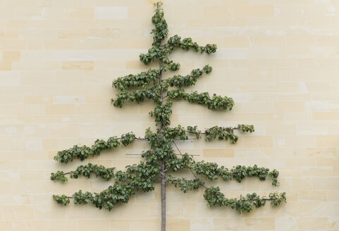 Stone facade with espalier fruit tree - HLF000614