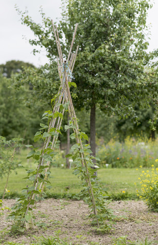 Bohnenstangen mit kriechenden Bohnenpflanzen, lizenzfreies Stockfoto