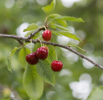 Twig of cherry tree with fruits - HLF000616