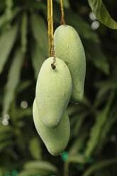 Thailand, Samut Sakhon, drei Mangos, Mangifera indica, am Baum hängend - ZCF000112